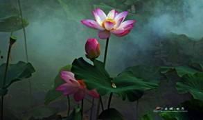 娱乐吃瓜君白莲花